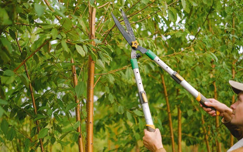 Tree trimming in Huntley, MT