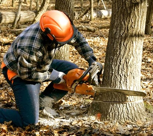 Tree Removal in Huntley, MT